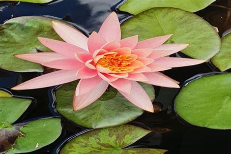 Photo of property in 17 Hakanoa Street, Huntly, 3700