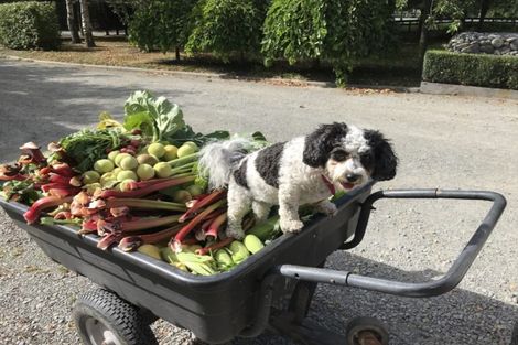 Photo of property in 66 Coldstream Road, Rangiora, 7473