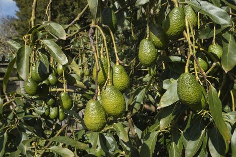 Photo of property in 1509 Weranui Road, Wainui, Silverdale, 0994