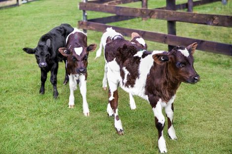 Photo of property in 317 Glenbrook Road, Kingseat, Pukekohe, 2679