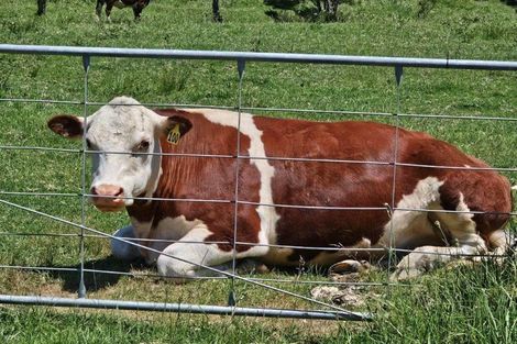 Photo of property in 241a Hailes Road, Whananaki, 0181