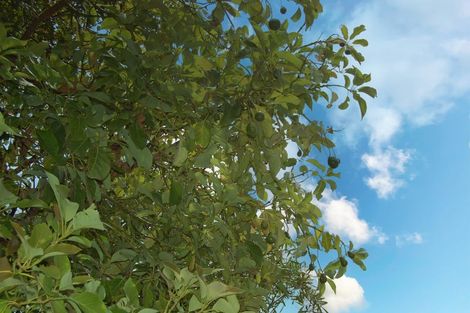 Photo of property in 263 Gibbons Road, Kaiwaka, 0573