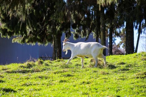 Photo of property in 97 South Road, Mamaku, Rotorua, 3072
