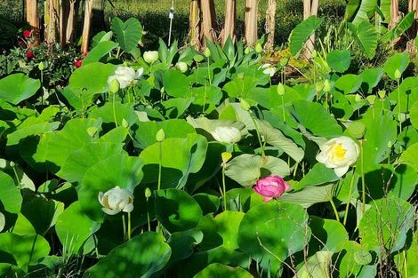 Photo of property in 304 Mangakahia Road, Maungatapere, Whangarei, 0179