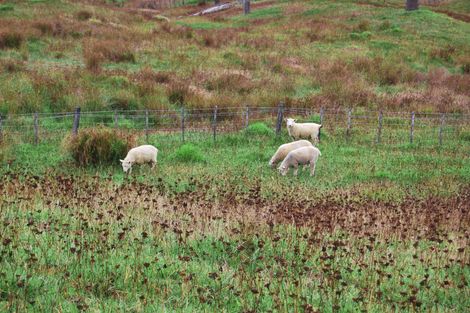 Photo of property in Centennial Park Road, Wellsford, 0900