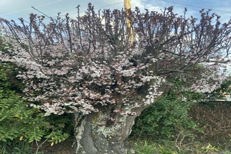 Photo of property in 275 King Street, Temuka, 7920