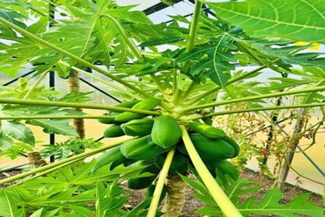 Photo of property in 4037 Far Road North, Pukenui, Kaitaia, 0484