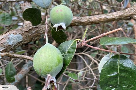 Photo of property in 16 Kakapo Place, Papatoetoe, Auckland, 2025