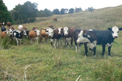 Photo of property in 277 Motukiore Road, Horeke, Okaihau, 0475