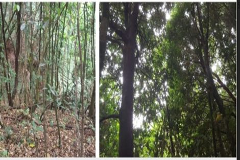 Photo of property in 61c Access Road, Kerikeri, 0230