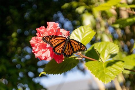 Photo of property in 5b Peter Snell Street, Whakatane, 3120