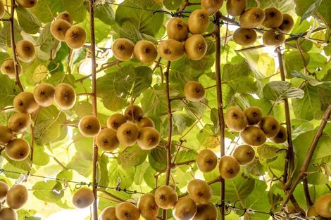 Photo of property in 39 Prole Road, Omokoroa, Tauranga, 3172