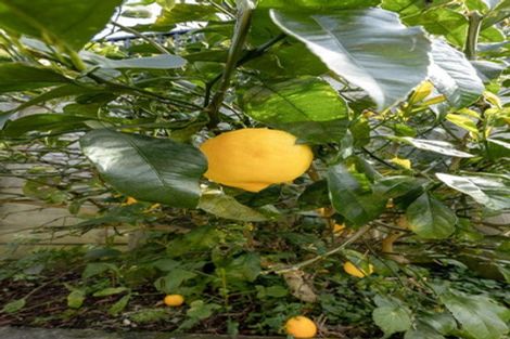 Photo of property in Waterview Estate, 57/4 Greystone Place, Omokoroa, 3114