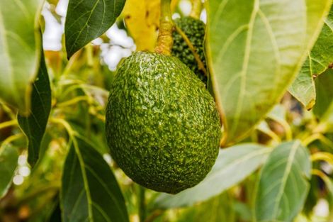 Photo of property in 409 Puketotara Road, Waipapa, Kerikeri, 0295