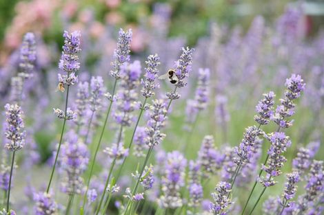 Photo of property in 219 Beach Road, Kaikoura, 7300