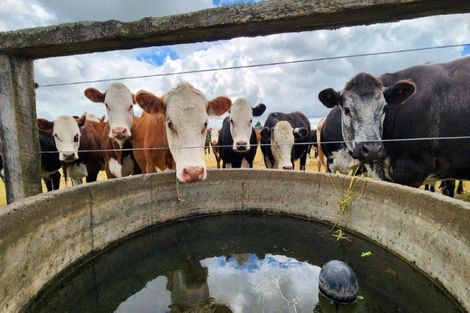 Photo of property in 404 Bristol Road, Everett Park, Inglewood, 4388