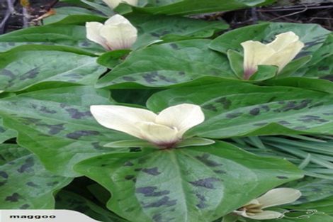 Photo of property in 4 Claremont Road, Gleniti, Timaru, 7910