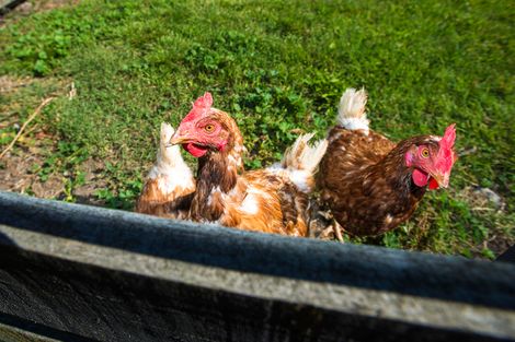 Photo of property in 13 Makaraka Road, Makaraka, Gisborne, 4071