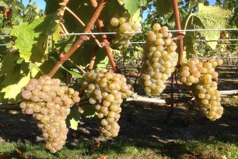 Photo of property in 1034 Luggate-cromwell Road, Mount Pisa, Cromwell, 9383