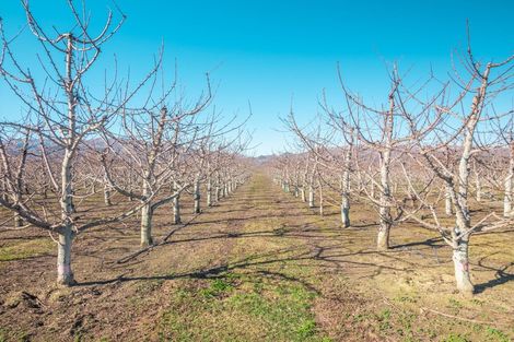 Photo of property in 319 Ripponvale Road, Cromwell, 9384