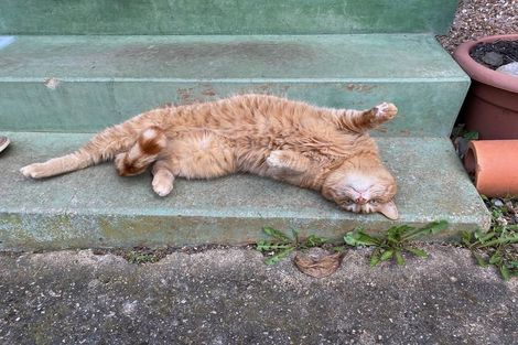 Photo of property in 38 Haywood Street, The Glen, Dunedin, 9011