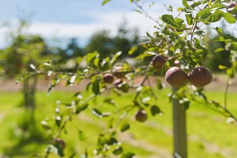 Photo of property in 31 Tramway Road, Kirwee, Darfield, 7571