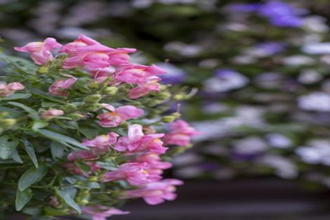 Photo of property in 20 Muscat Place, Henderson, Auckland, 0612