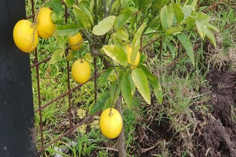 Photo of property in 13 Citrus Place, Mangawhai, 0505