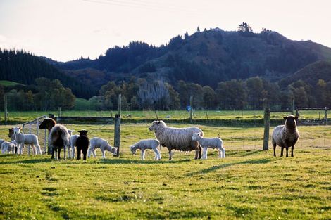 Photo of property in 399a Inland Kaikoura Road, Inland Road, Kaikoura, 7373