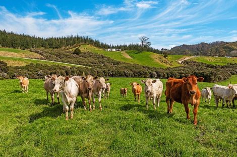 Photo of property in 5 William James Lane, Makarau, Warkworth, 0984