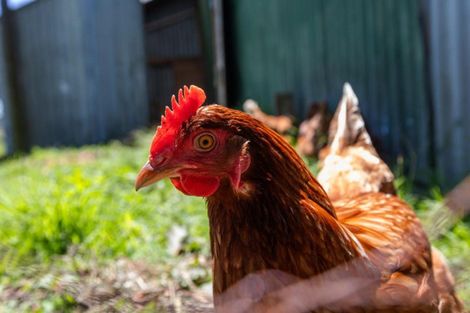 Photo of property in 826 Mokau Road, Mimi, Urenui, 4377