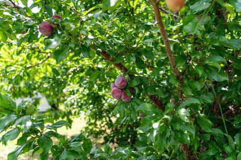 Photo of property in 125 Ranfurly Street, Dargaville, 0310