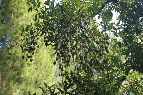 Photo of property in 168 Wright Road, Aongatete, Katikati, 3181