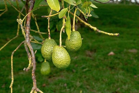 Photo of property in 29c Strathmore Drive, Aongatete, Katikati, 3178