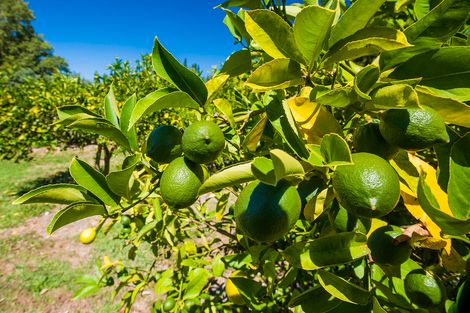 Photo of property in 139 Bushmere Road, Makaraka, Gisborne, 4071