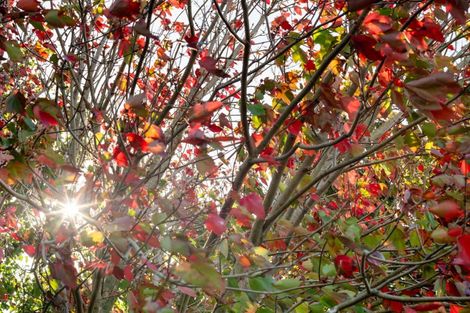 Photo of property in 43 Double Bay Road, Pyes Pa, Tauranga, 3112