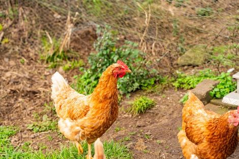 Photo of property in 1226 Pipiwai Road, Ruatangata West, Whangarei, 0176