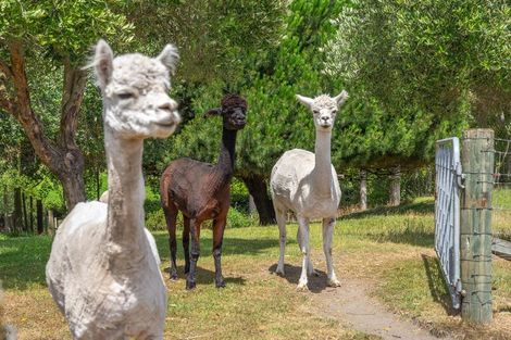 Photo of property in 25 Kensington Drive, Peka Peka, Waikanae, 5391