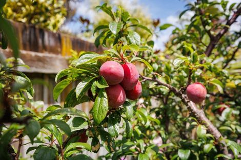 Photo of property in 10 Boston Parade, Kelvin Grove, Palmerston North, 4414