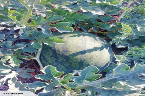 Photo of property in 967 Leader Road West, Waiau, Cheviot, 7384