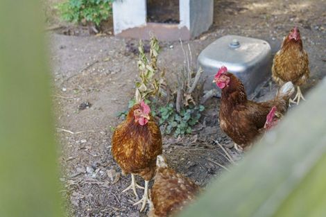 Photo of property in 409b Poutakataka Road, Atiamuri, Rotorua, 3077