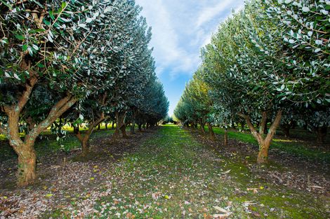 Photo of property in 55c Whakato Road, Manutuke, 4072