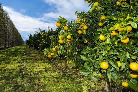 Photo of property in 693 Awapuni Road, Matawhero, Gisborne, 4071