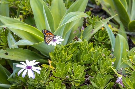 Photo of property in 8 Wellington Road, Surfdale, Waiheke Island, 1081