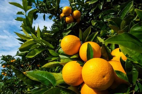 Photo of property in 52 Saddler Road, Muriwai, Gisborne, 4072