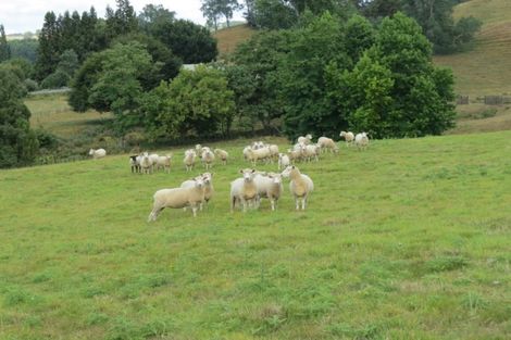 Photo of property in 61 Kaka Street, Piopio, 3912