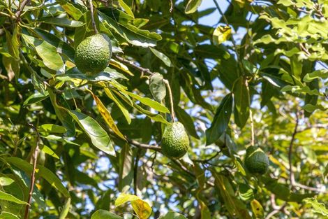 Photo of property in 19 Rewa Rewa Valley, Tairua, 3508