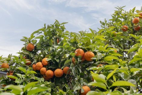 Photo of property in 38 Hamurana Road, Omokoroa, 3114