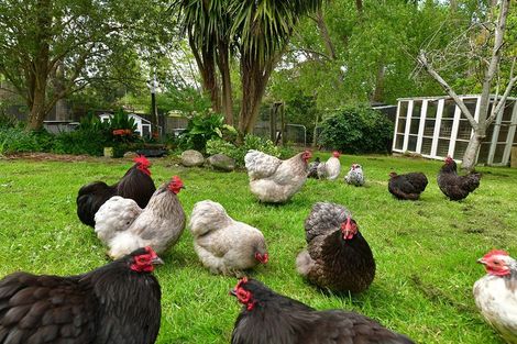 Photo of property in 50 North Crescent, Kaukapakapa, 0873