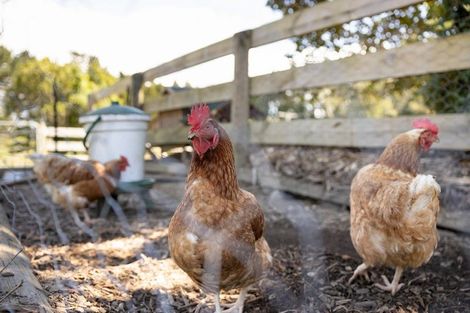 Photo of property in 791 Upper Ohauiti Road, Ohauiti, Tauranga, 3173